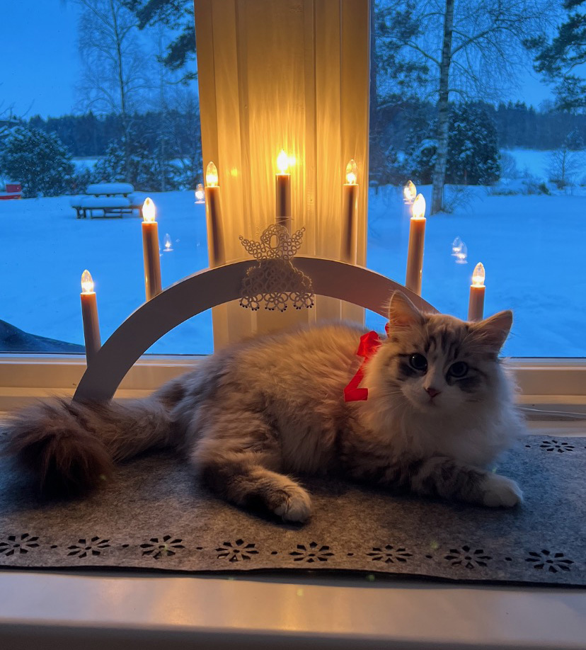 Neva Masquerade kattunge Hermann